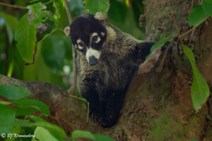 Nasua narica, White-nosed coati, witsnuitneusbeer